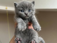 Safkan british shorthair gri yavrular