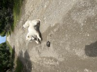 3 Yaşında Dişi Uysal Samoyed
