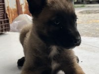 A++ Belçika Malinois Yavrular