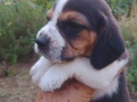 Şampiyon Soyundan Beagle Yavrular