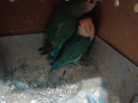 Hobiciden Yavru Alınmış Sevda Papağanı Takımlar