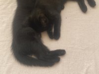 Scottish İle Smokin Kırması