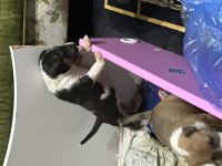 1 Buçuk Aylık Bull Terrier Yavrularımız