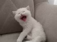 British Golden Babadan Beyaz Cins Yavru Kediler