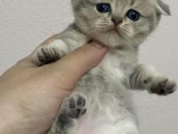 Scottish fold ve scottish straight bebekler