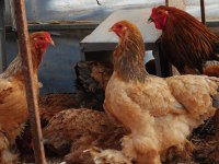 Buff Brahma Kuluçkalık Yumurta