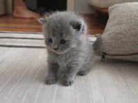 Gümüş Kardeş Kediler