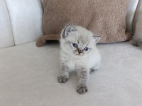 British Shorthair Yavrular