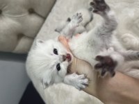 6 Adet British Shorthair Blue Point Yavru