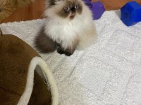 İran Himalayan Tatlı Kedimize Yuva Arıyoruz