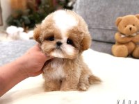 Kore matipoo köpeği yavrularım