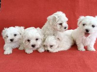 0 numara maltese köpeği yavrular