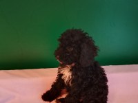 Siyah Mini Toy Poodle Yavrularımız