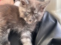 Safkan Maine Coon Smoke Yavrular