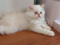 2 Aylık Erkek Bebek Köpeğimiz Yuva Arıyor