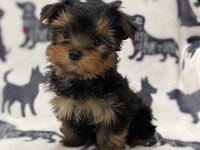 Yorkshire terrier yavrularım sağlık ve ırk garantilidir