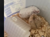 Hamster Gonzales İzmir Buca Orjinal Ve Tatlı