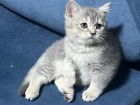2 Aylık British Shorthair Bebekler