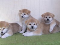 Japon akita inu yavruları