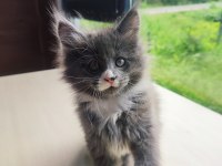 Tüm Aşı Ve Belgeleri İle Eksiksiz Dernek Kayıtlı Şecereli Maine Coon
