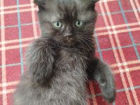 Scottish Fold Yavru Kedimiz