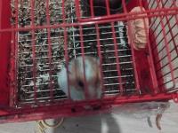 Suriye hamster kafesiyle birlikte