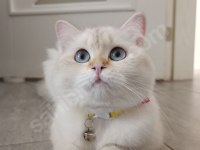 British longhair kedimiz yeni yuva bekliyor