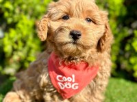 Sevimli Maltipoo Yavrular