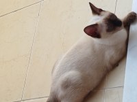 Siyam Kedisi Yavrular