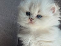 Silver British Longhair Kız Bebeğimiz Yeni Ailesine Gitmek İçin Hazır