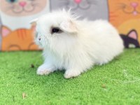 Hollanda teddy lop tavşan yavruları