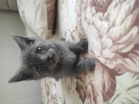 British shorthair yeni yuvamızı arıyoruz