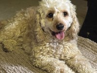 2.5 yaşında dişi maltipoo