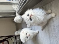 Orjinal En Tatlı British Longhair Bebekler