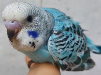 Alıştırmalık Ve Konuşturmalık Muhabbet Kuşu Yavrular