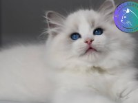 Görkemli ragdoll yavrumuz