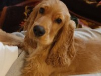 Safkan ingiliz cocker spaniel