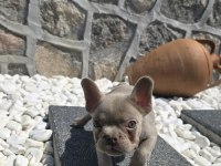 Yeşil Göz İzabella Erkek French Bulldog
