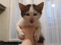 Van Kedisi Kırması