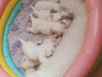 Acil Satılık Köpekler