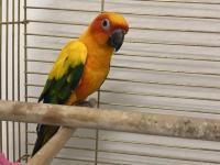 Güneş konur papağanı