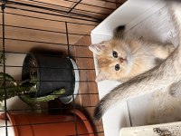 Adanadan Safkan British Shorthair Yavrularımız