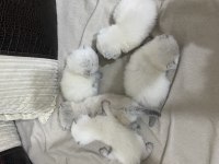 Scottish Fold Evinizin Neşesi Olsun