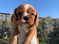 Cavalier King Charles Ruby
