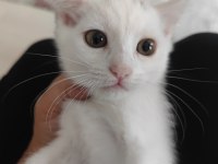 2.5 aylık bal tatlısı british shorthair kırma
