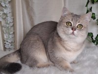British Shorthair Blue Golden Cana Yakın Uysal