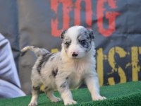 Safkan Border Collie Irk Garantili Yavru Köpekler
