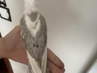 Konuşan 5 Aylık Sultan Papağanı