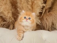 Dünya tatlısı saf kan golden british longhair