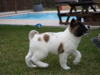 %100 safkan american akita yavruları
